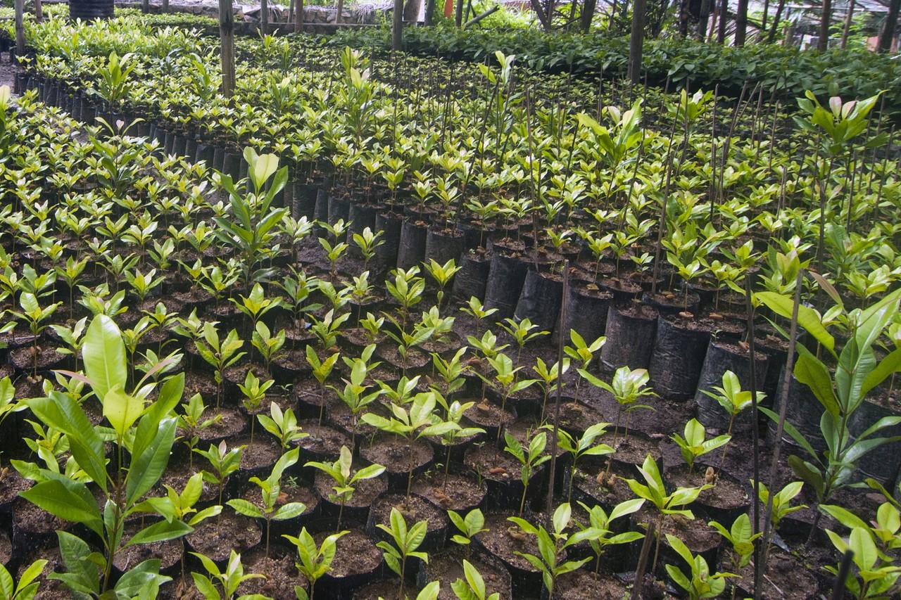 Z'bar to throw weight behind clove seedlings production Z'bar to throw weight behind clove seedlings production