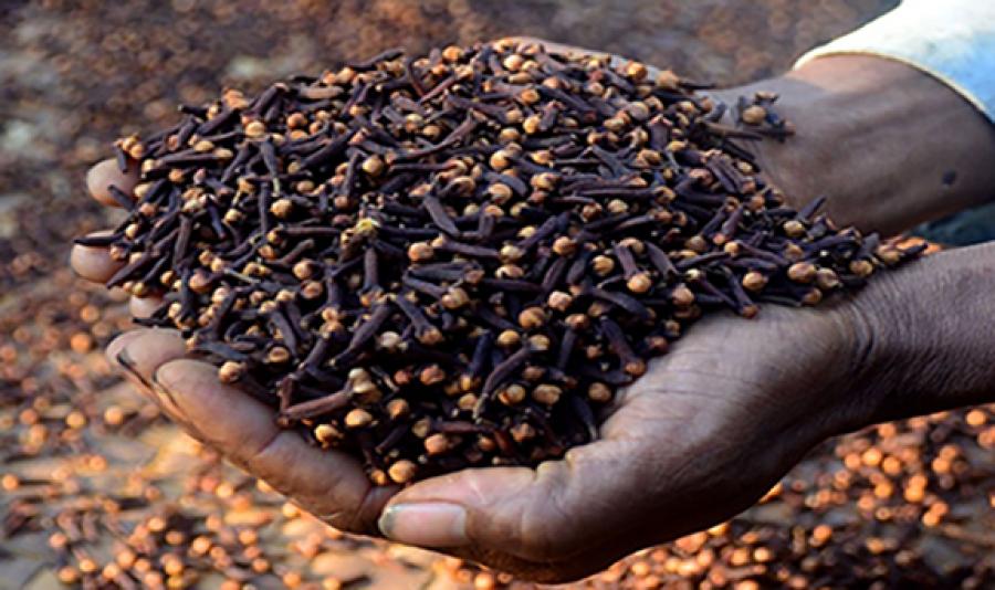 Z’bar to up clove seedlings production Z’bar to up clove seedlings production