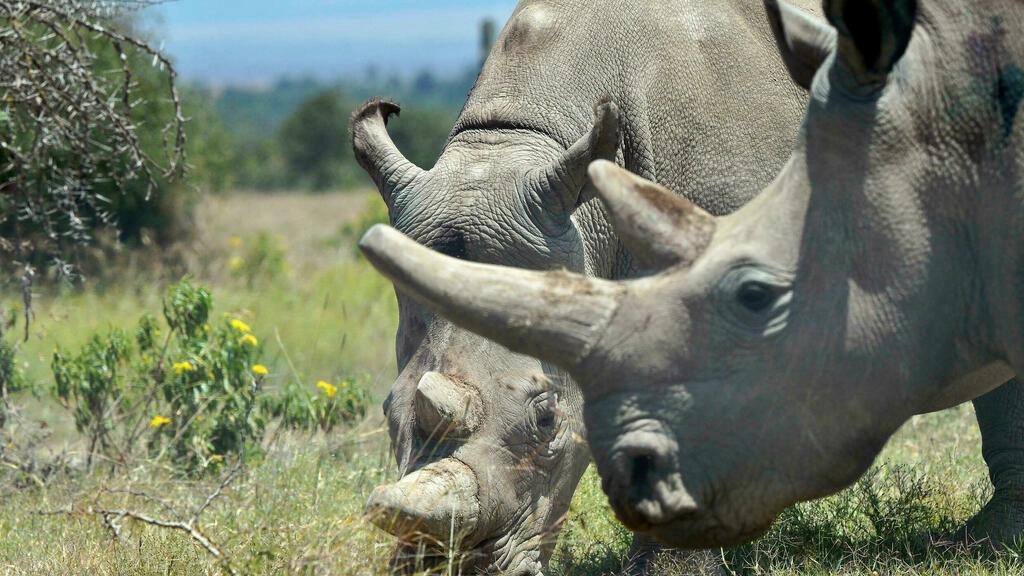Tanzania must protect its wildlife corridors, says don Tanzania must protect its wildlife corridors, says don