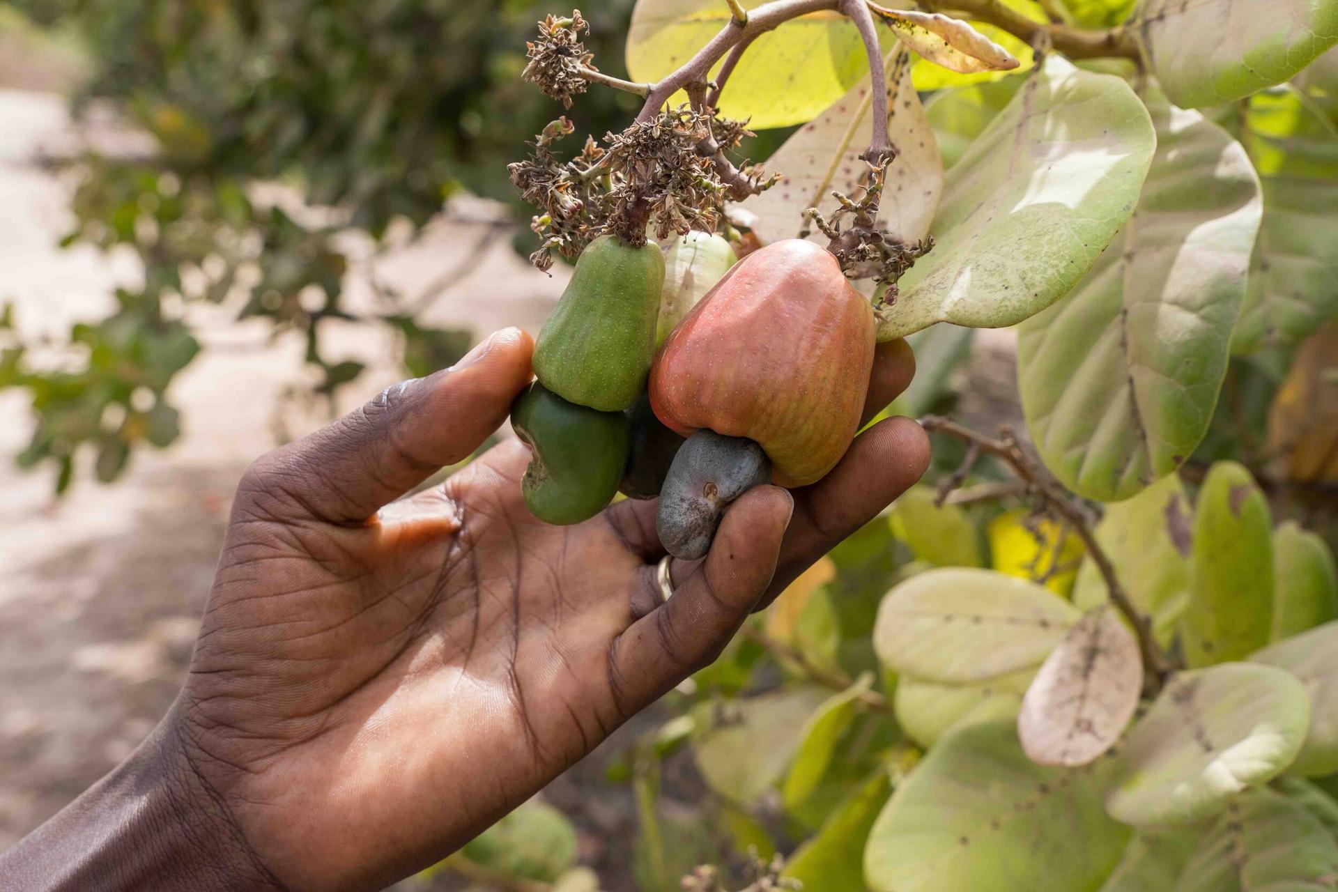 Cashew growers reap Sh450bn despite challenge of low prices Cashew growers reap Sh450bn despite challenge of low prices