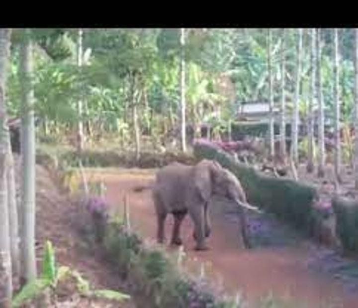 TAWIRI, Grumeti conduct human-elephants conflict mitigation training TAWIRI, Grumeti conduct human-elephants conflict mitigation training