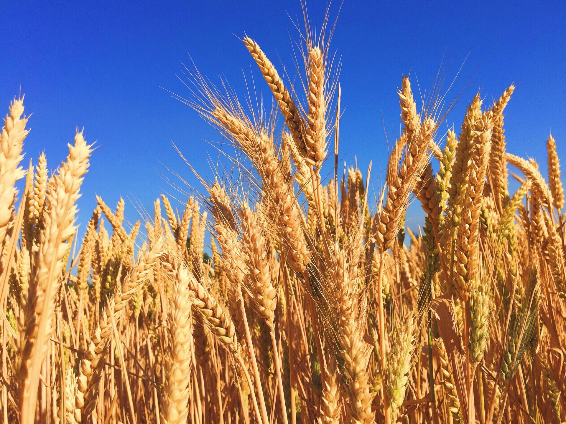 Arusha cereal growers reap big from initiative to improve quality of seeds Arusha cereal growers reap big from initiative to improve quality of seeds