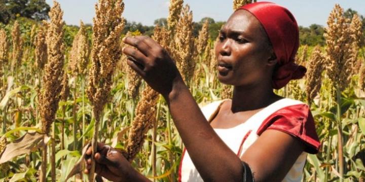 Kongwa residents set to benefit from agronomic practices Kongwa residents set to benefit from agronomic practices