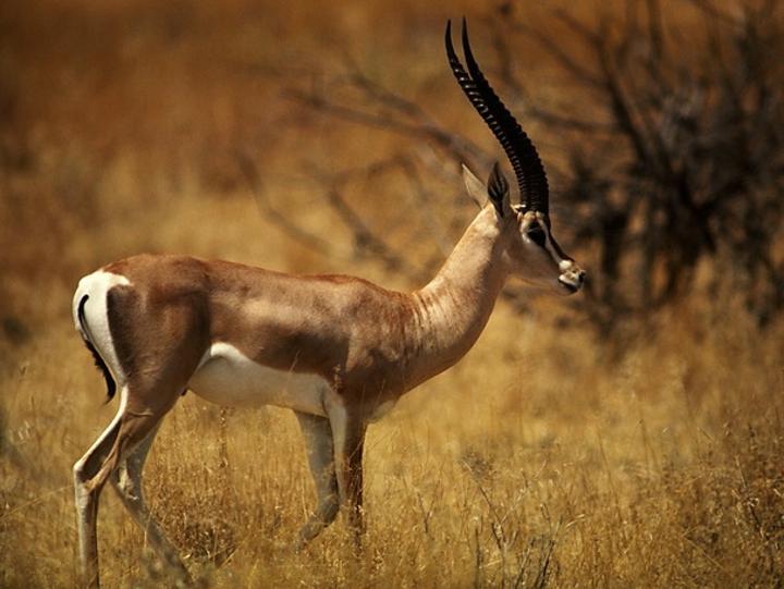 Man in trouble over bush meat possession Man in trouble over bush meat possession