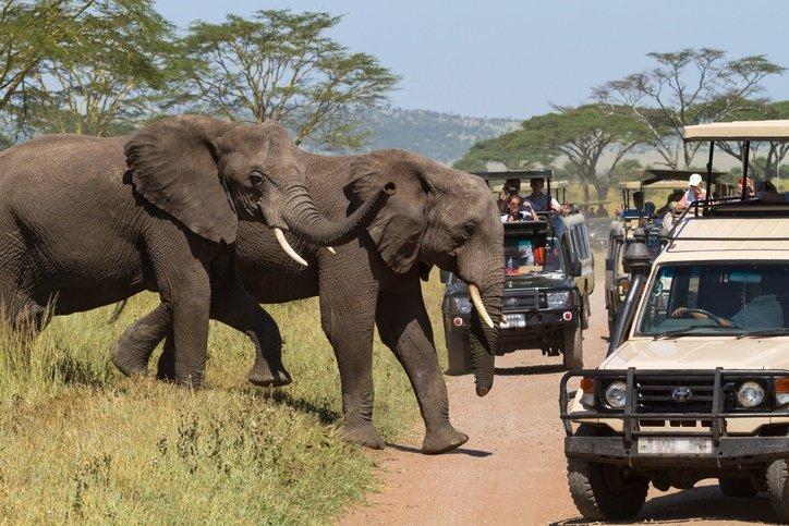 Serengeti National Park attracts more visitors in festival season Serengeti National Park attracts more visitors in festival season