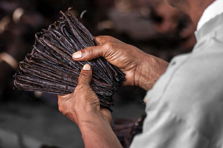 What Sh12 billion vanilla investment in Zanzibar means What Sh12 billion vanilla investment in Zanzibar means