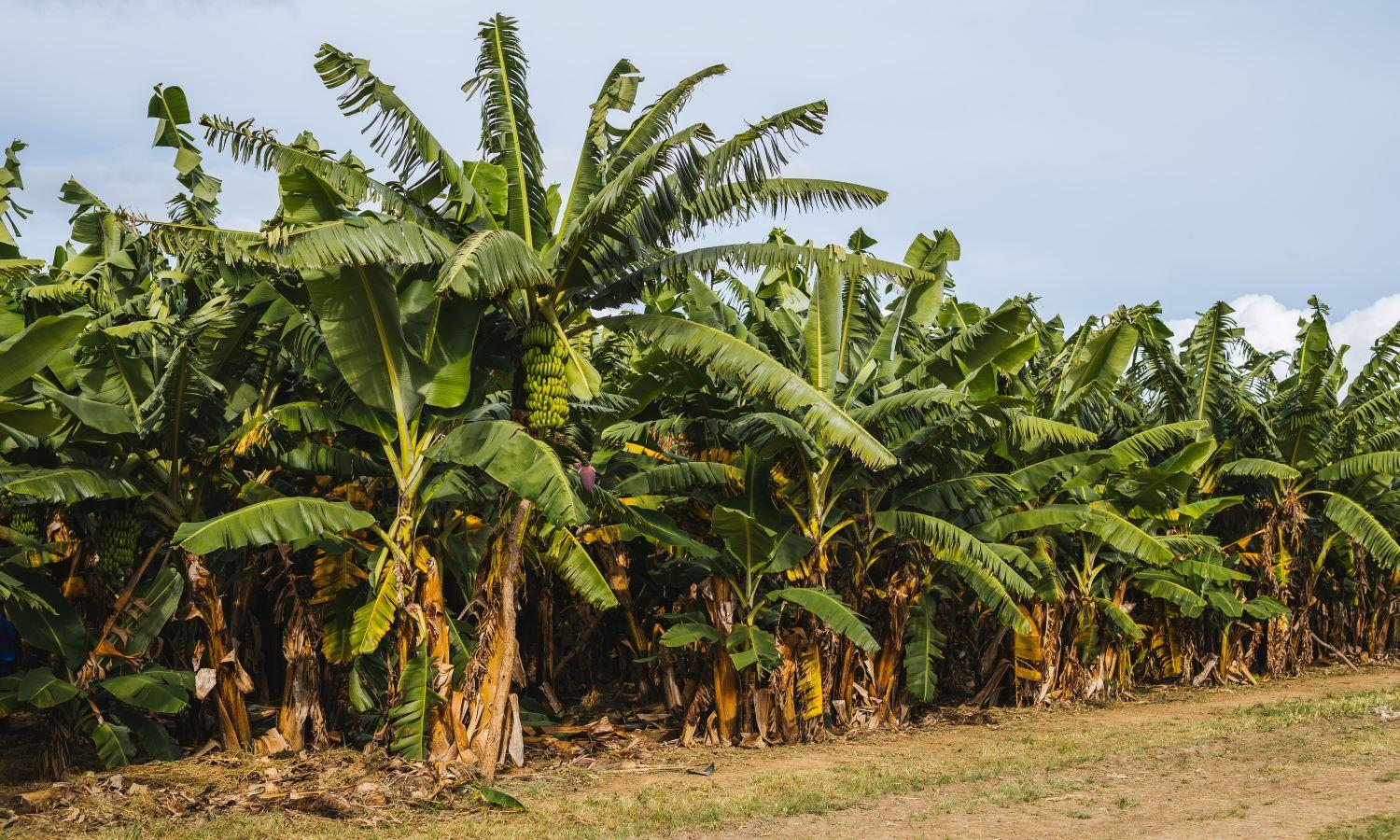 Tanzania seeks funds to fight banana disease Tanzania seeks funds to fight banana disease