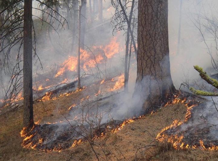 Uncontrolled bush fires irk Missenyi DC