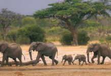 African wildlife parks face climate, infrastructure threats African wildlife parks face climate, infrastructure threats