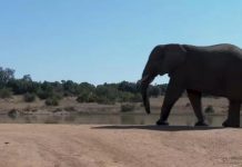 Tourists learn about elephants on World Elephant Day Tourists learn about elephants on World Elephant Day