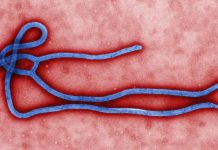 WHO pushes two Ebola treatments found to boost survival rates WHO pushes two Ebola treatments found to boost survival rates