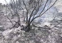 Fire in Mount Kilimanjaro declared near extinct Fire in Mount Kilimanjaro declared near extinct