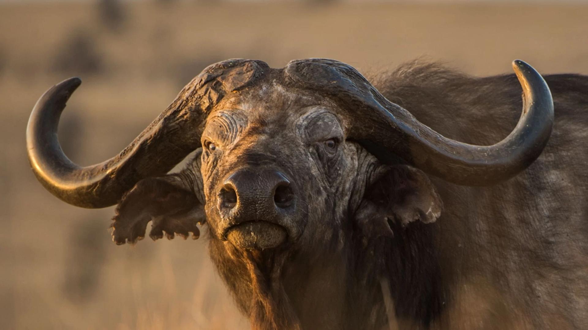 African buffalo, the unconquerable bovine of the Savannah African buffalo, the unconquerable bovine of the Savannah