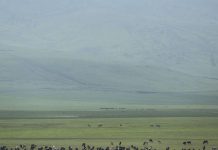 Tanzania squeezes Maasai by seizing livestock, report warns Tanzania squeezes Maasai by seizing livestock, report warns