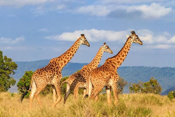 USAID project secures giraffe population - Tanzania