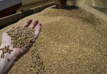 Russia has not offered free grain to World Food Program, says official Russia has not offered free grain to World Food Program, says official