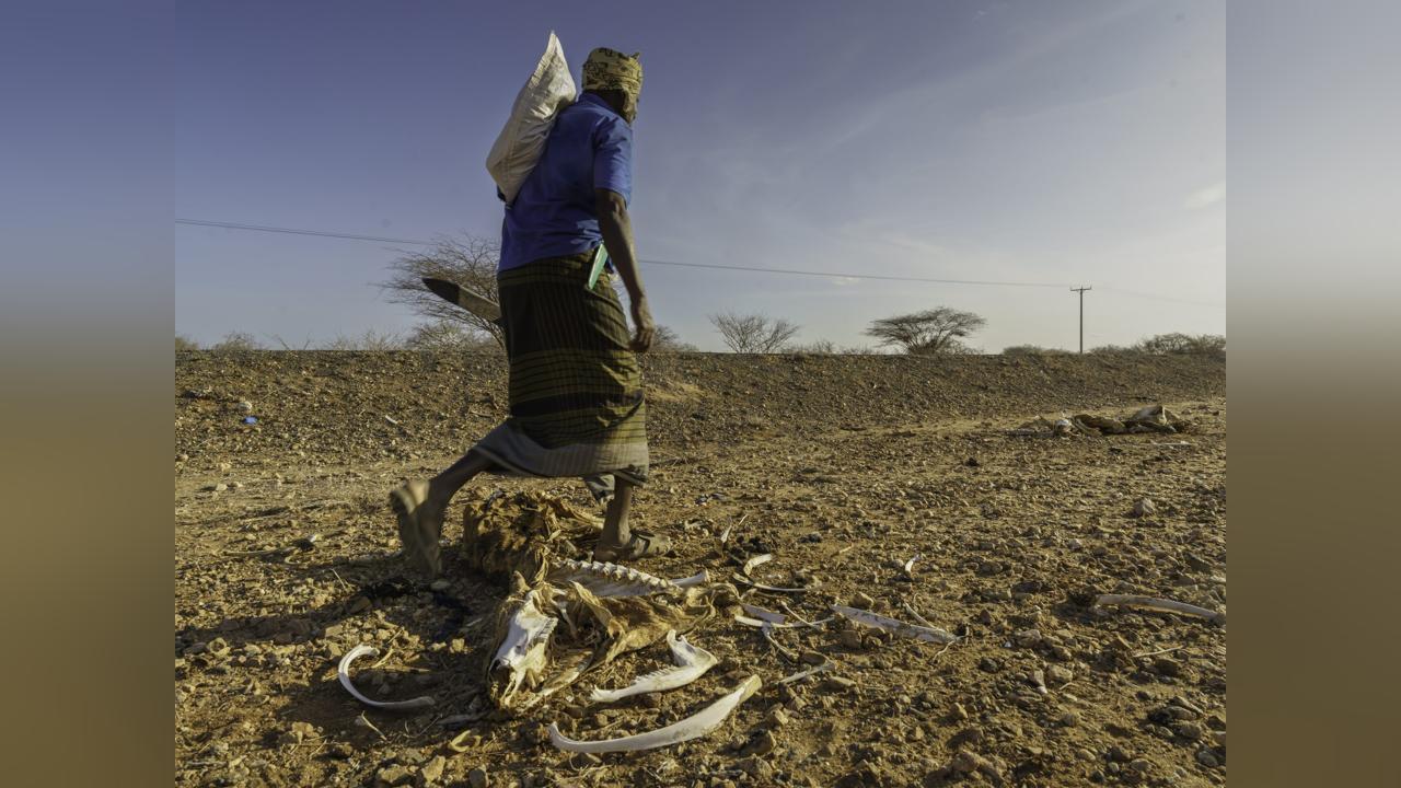 The diverse landscape of African climate change activism