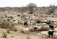 WHO reports anthrax outbreaks in 5 East and Southern African countries, resulting in 20 deaths WHO reports anthrax outbreaks in 5 East and Southern African countries, resulting in 20 deaths