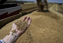 World grain production expected to rise in 2024 despite Russia-Ukraine war: Expert World grain production expected to rise in 2024 despite Russia-Ukraine war: Expert
