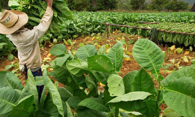 Tobacco growers receive 110bn/- in one month