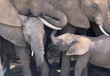 New study finds African elephants call each other by unique names New study finds African elephants call each other by unique names