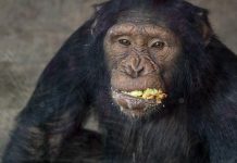 Wild chimpanzees seek out medicinal plants to treat illness – Researchers Wild chimpanzees seek out medicinal plants to treat illness - Researchers