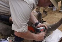 South African researchers test use of nuclear technology to curb rhino poaching South African researchers test use of nuclear technology to curb rhino poaching