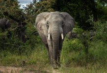 World elephant day: advocating for the future of elephants World elephant day: advocating for the future of elephants