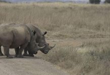 Scientists edge closer to saving the Northern White Rhino from extinction Scientists edge closer to saving the Northern White Rhino from extinction