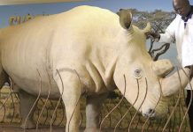 World Rhino Day: Africa still needs to step up efforts to preserve the species World Rhino Day: Africa still needs to step up efforts to preserve the species