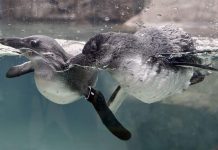 UK zoo welcomes endangered African Penguin chicks UK zoo welcomes endangered African Penguin chicks