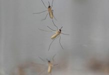 WHO declares Egypt malaria-free after 100-year effort WHO declares Egypt malaria-free after 100-year effort