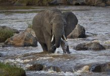 Scientists use new technology and AI to discover animal intelligence Scientists use new technology and AI to discover animal intelligence