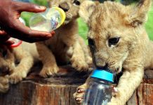 Footage of three rare Northern African lion cubs released Footage of three rare Northern African lion cubs released