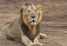 Boy, 7, survives five days in Zimbabwe game park among lions Boy, 7, survives five days in Zimbabwe game park among lions