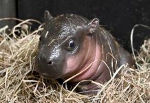 Endangered pygmy finally meets public in Virginia zoo Endangered pygmy finally meets public in Virginia zoo