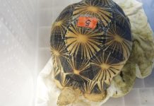 Endangered tortoises returned to Tanzania as evidence in wildlife trafficking case Endangered tortoises returned to Tanzania as evidence in wildlife trafficking case