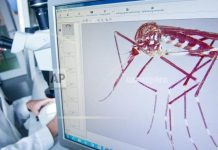 Genetic Modification of Mosquitos: A Potential Breakthrough in the Fight Against Malaria Genetic Modification of Mosquitos: A Potential Breakthrough in the Fight Against Malaria