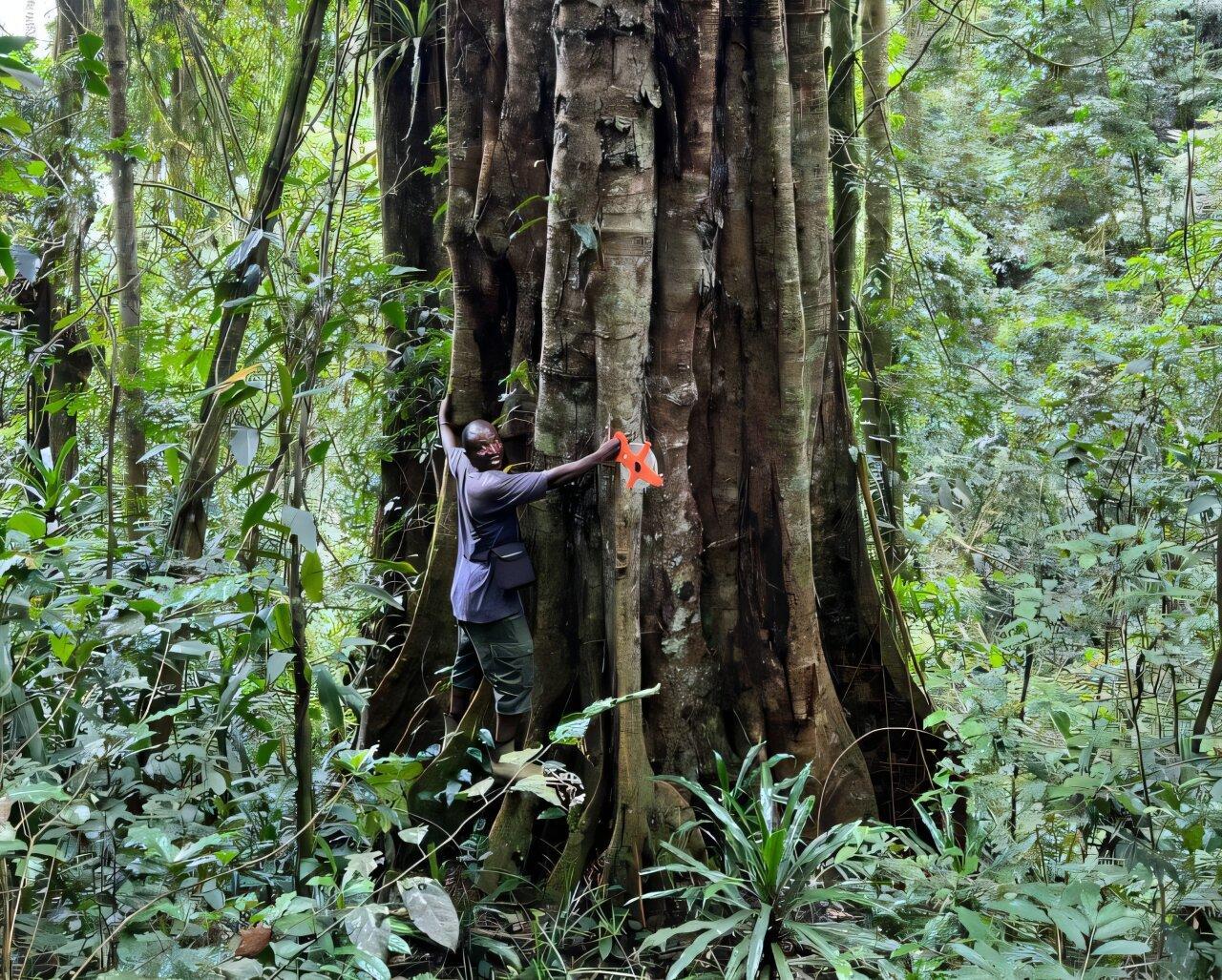 Massive, long-lived trees discovered in the Tanzanian rainforest are a new species Massive, long-lived trees discovered in the Tanzanian rainforest are a new species