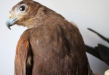 African conservationists saving vultures from going extinct African conservationists saving vultures from going extinct