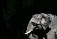 African elephant Pupy arrives in Brazilian sanctuary after 30 years in Buenos Aires zoo African elephant Pupy arrives in Brazilian sanctuary after 30 years in Buenos Aires zoo