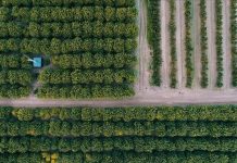 Rural transformation essential for food security: IFAD president Rural transformation essential for food security: IFAD president