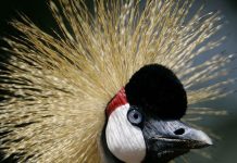 The Pride of Africa Protecting Endangered Grey Crowned Crane The Pride of Africa Protecting Endangered Grey Crowned Crane