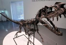 Dinosaur Skeleton and Martian Meteorite at Sotheby’s Dinosaur Skeleton and Martian Meteorite at Sotheby's