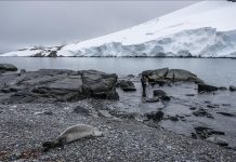 New Ice Age Species Discovered in Norway New Ice Age Species Discovered in Norway