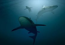 Rising Ocean Acidity may Damage Sharks’ Teeth: Study Rising Ocean Acidity may Damage Sharks’ Teeth: Study