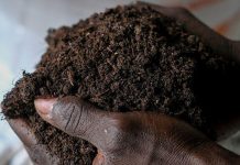 Benin Agricultural Project Uses Fly Larvae for Fertilizer Benin Agricultural Project Uses Fly Larvae for Fertilizer