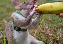 APOPO Trains Rats for Lifesaving Missions in Tanzania APOPO Trains Rats for Lifesaving Missions in Tanzania