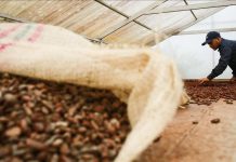 Cocoa Prices Drop Over 40% Amid Harvest Increase Cocoa Prices Drop Over 40% Amid Harvest Increase