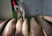 Africa’s freshwater fish under threat as stocks decline Africa’s freshwater fish under threat as stocks decline